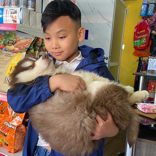 Chó Alaska nâu đỏ được bé trai bế trên tay, lông dày và mềm mại