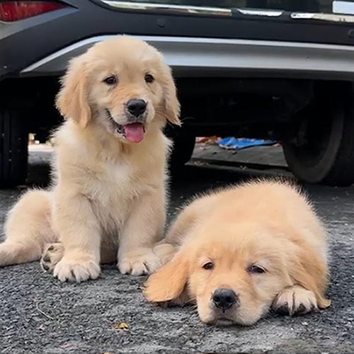 Hai bé chó Golden Retriever vàng đậm 2 tháng tuổi, một nằm một ngồi bên nhau cực dễ thương