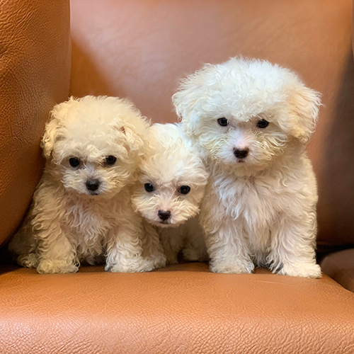 Ba chú chó Poodle trắng đáng yêu, dễ mắc bệnh Care nếu không được chăm sóc đúng cách.