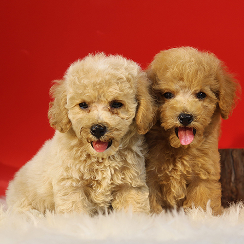 Hai chú chó Poodle đáng yêu, cần được chăm sóc để phòng bệnh đường ruột.