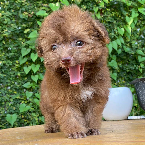 Chó Poodle nâu dễ thương với biểu cảm tinh nghịch.
