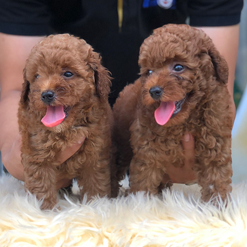 Hai chú chó Poodle nâu đỏ dễ thương, cần chăm sóc da để tránh viêm da.