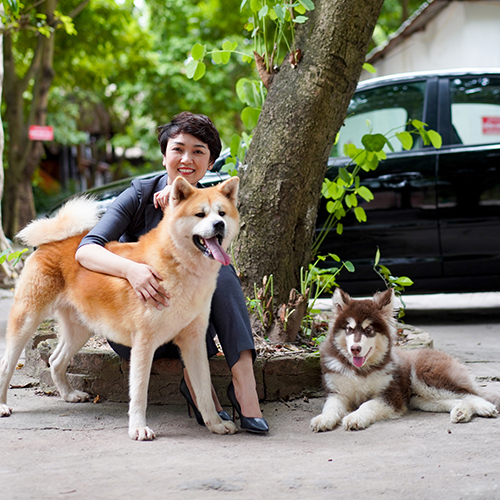 Alaska Malamute 4-6 tháng tuổi, khỏe mạnh và đầy năng lượng, cùng chủ nhân trong một không gian thư giãn.