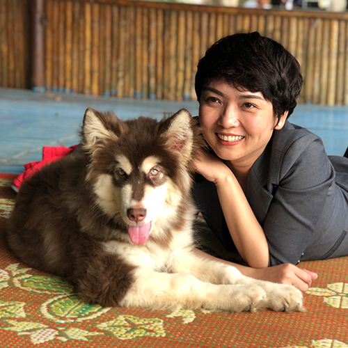 Chó Alaska con vui vẻ trong ngày đầu về nhà mới