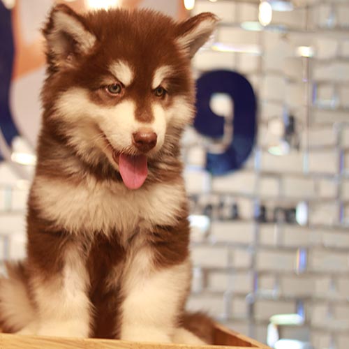 Chó Alaska Malamute thuần chủng tại Chomeocanh.com, lông nâu đỏ trắng, dễ thương.