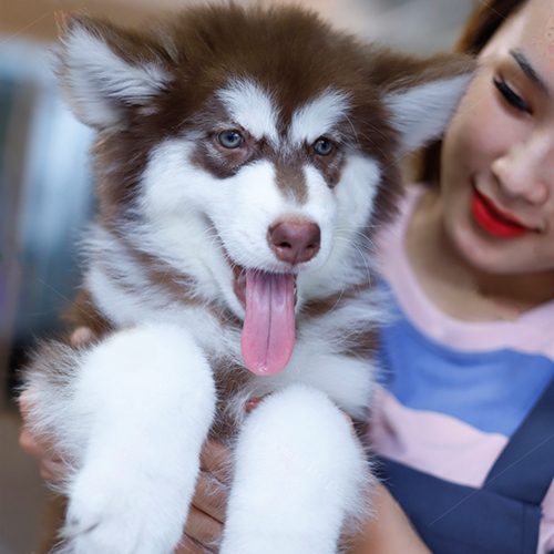 Chó Alaska nâu đỏ 3 tháng tuổi dễ thương