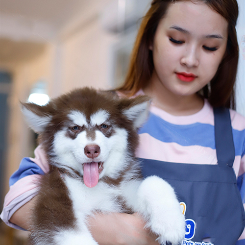 Bé chó Alaska Malamute màu nâu đỏ lông xù ngồi trên nền gạch
