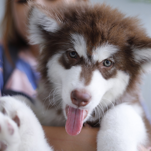Cận cảnh chó Alaska Malamute nâu đỏ lưỡi thè dễ thương