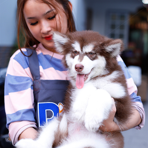 Cô gái bế chó Alaska dễ thương