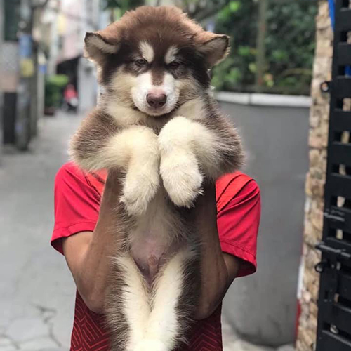 Chó Alaska dễ bị sốc nhiệt do khí hậu nóng tại Việt Nam
