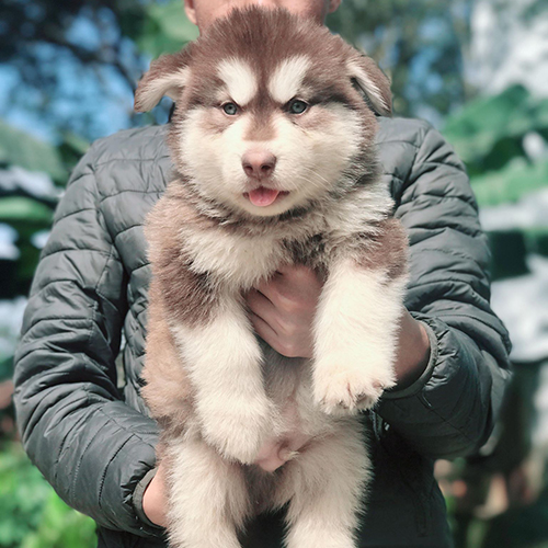 Chó Alaska con lông nâu đỏ được bế bằng hai tay