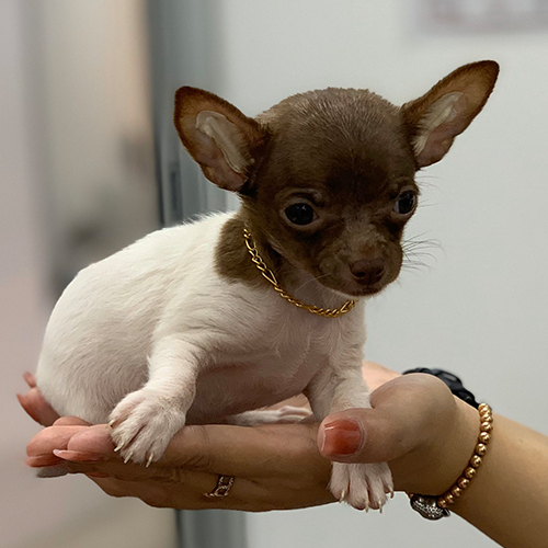 Chó Chihuahua cái 3 tháng tuổi màu nâu trắng được bế bằng một tay