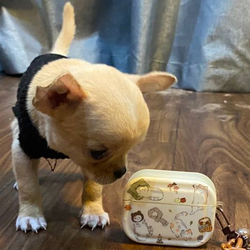 Chihuahua lông vàng nhỏ nhắn đang ngửi hộp đựng tai nghe trên sàn gỗ.