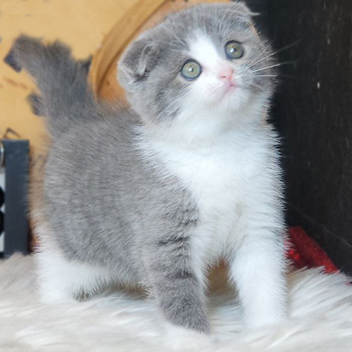Mèo Scottish tai cụp bicolor xám trắng đáng yêu
