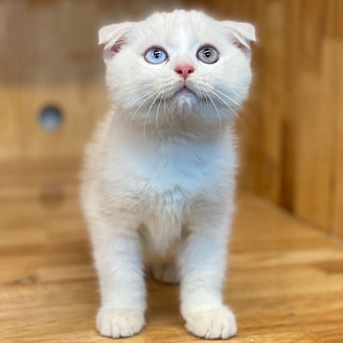 Mèo Scottish Fold trắng, tai cụp, mắt hai màu độc đáo, dáng vẻ đáng yêu.