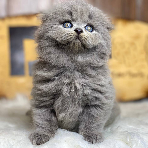 Mèo Scottish Fold lông dài màu xám xanh đáng yêu.