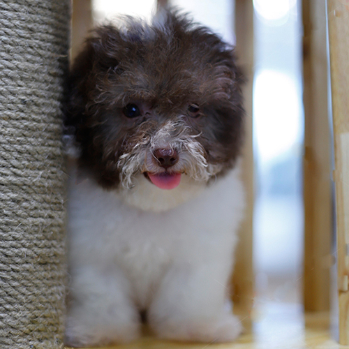 Chó Poodle nâu trắng dễ thương, có nguy cơ mắc bệnh ho cũi chó nếu không được chăm sóc tốt.