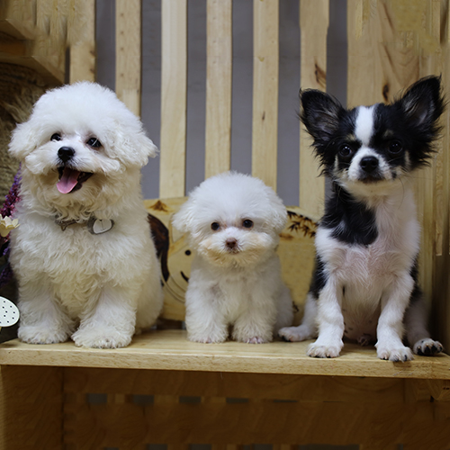 Ba cún con Bichon, Chihuahua, Poodle trắng và bò sữa đáng yêu.
