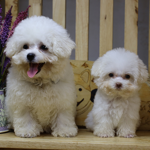 Bichon Frise Bonnie và Poodle Teacup Angel trắng đáng yêu.