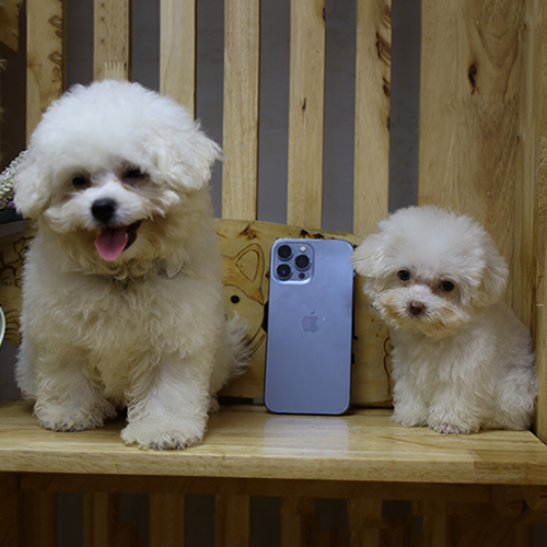 Hai chó Teacup trắng nhỏ nhắn so kích thước với điện thoại iPhone.