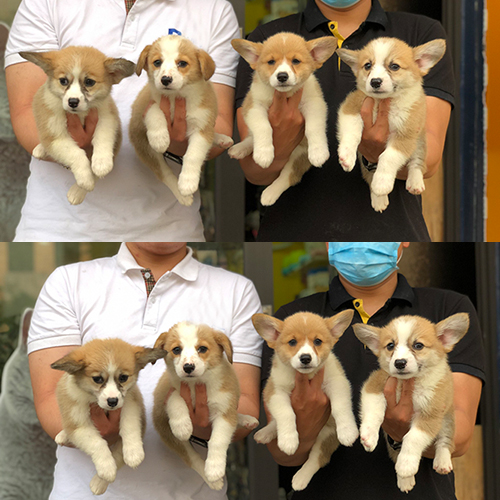 Những chú chó Corgi con tại trang trại Chomeocanh.com.