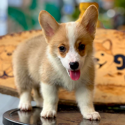 Chó Corgi 2 tháng tuổi lông nâu trắng, tai dựng, đứng vững