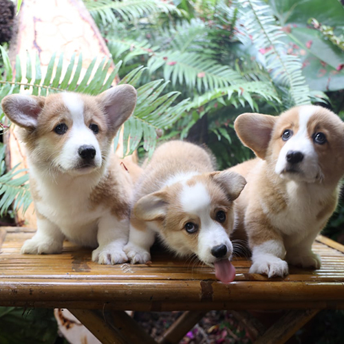 Ba chú chó Corgi con đáng yêu ngồi trên bàn tre giữa thiên nhiên.