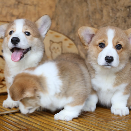 Ba chú chó Corgi chân ngắn dễ thương ngồi trên sàn tre