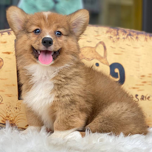 Chó Corgi chân ngắn, lông mượt, đang cười đáng yêu tại Chomeocanh.com.