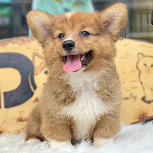 Chó Corgi lông dài 3 tháng tuổi dễ thương tại Chomeocanh.com.