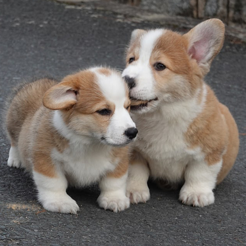 Hai chú chó Corgi chân ngắn đang chơi đùa dễ thương ngoài trời