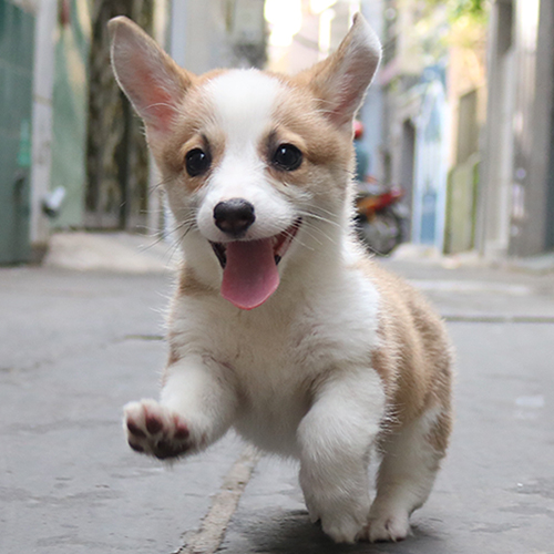 Chú chó Corgi con lông vàng trắng đáng yêu, chạy tung tăng trên đường phố, với đôi tai lớn dựng đứng