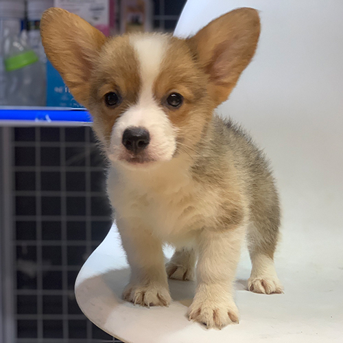 Chó Corgi con dễ thương với đôi tai to đặc trưng