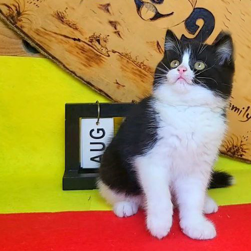 Mèo Anh lông ngắn trắng đen ngồi cạnh lịch tháng 8