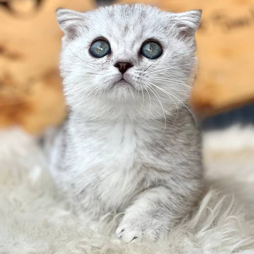 Mèo Munchkin chân ngắn màu Silver với đôi mắt long lanh đáng yêu.