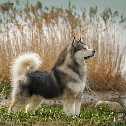 : Chó Alaska lai Corgi, bộ lông dày, thân hình ngắn gọn nhưng cơ bắp.