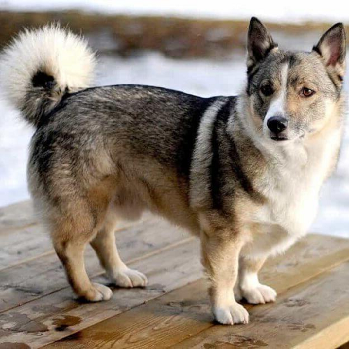 Alaska Malamute lai Corgi với ngoại hình lùn lùn và tính cách thân thiện.