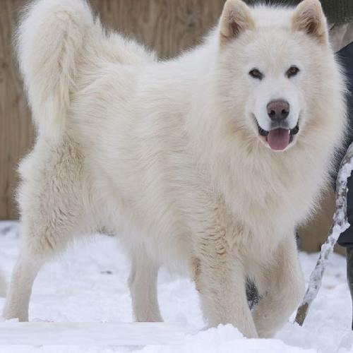 Alaska Malamute lai Samoyed với bộ lông trắng tinh khôi và tính cách thân thiện.