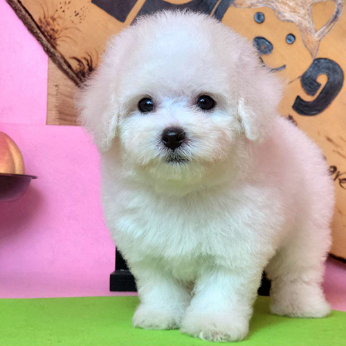Bichon Frise trắng Lizzie 2 tháng tuổi đáng yêu nhìn thẳng.