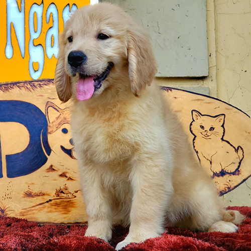 Golden Retriever Bulots 2 tháng tuổi, lông vàng óng mượt, vui vẻ tạo dáng