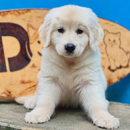 Chó Golden Retriever Biccy lông kem trắng nằm và đứng tạo dáng dễ thương