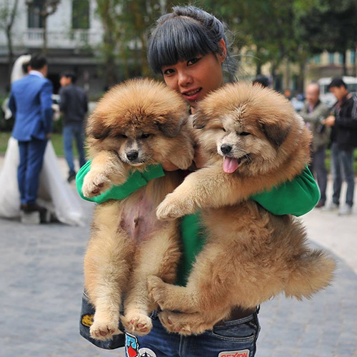Hai chú chó Akita Inu 2 tháng tuổi màu vàng được bế trên tay