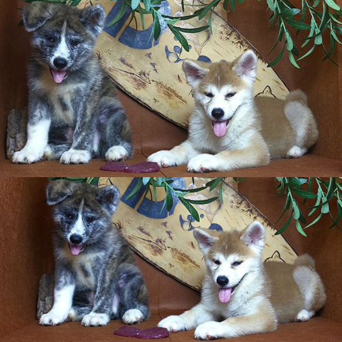 Cặp chó Akita Inu con màu vện và vàng trắng đang nằm và ngồi cạnh nhau trong không gian trang trí truyền thống