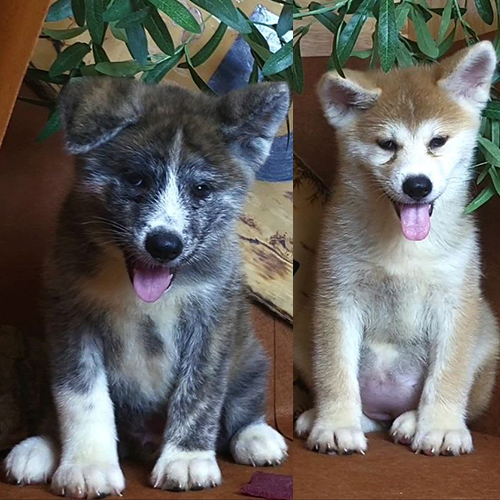 Hai chú chó Akita Inu 2 tháng tuổi, một lông vện và một lông đỏ trắng đáng yêu