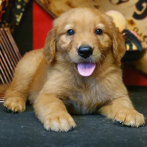 Chó Golden Retriever Bangers béo ú dễ thương trong khung cảnh Halloween