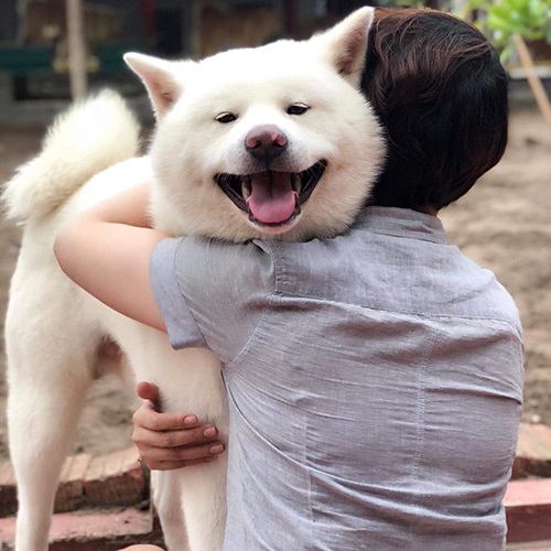 Chó Akita Inu trắng thuần chủng ôm người, mặt cười hạnh phúc