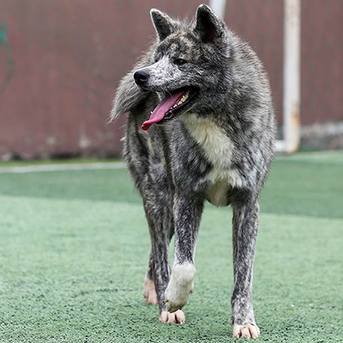 Chó Akita màu vện hơn 1 tuổi đi trên sân cỏ với vẻ ngoài mạnh mẽ