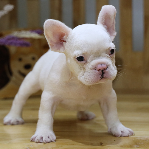 Chó Bull Pháp màu trắng tinh khôi dễ thương