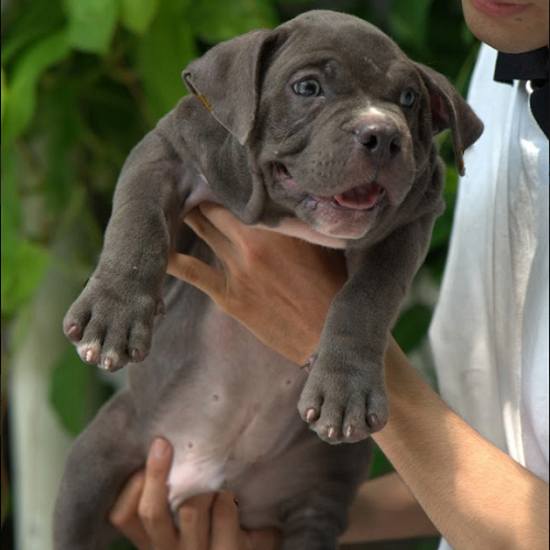 Chó Bully American 3 tháng tuổi chạy trên nền gạch
