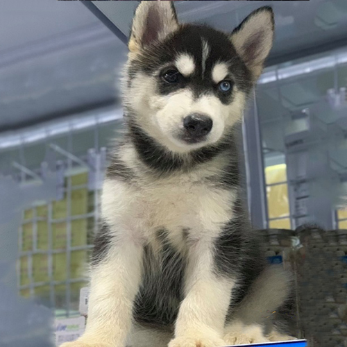 Chó Husky đen trắng 2 tháng tuổi với gương mặt ngáo đáng yêu